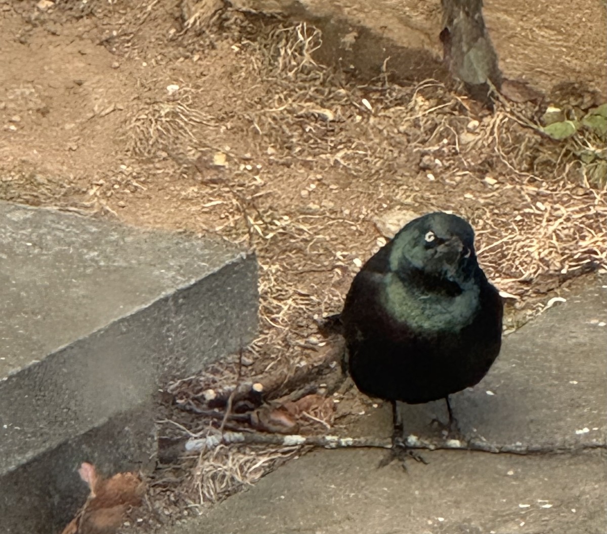 Пурпурный гракл - ML646799839