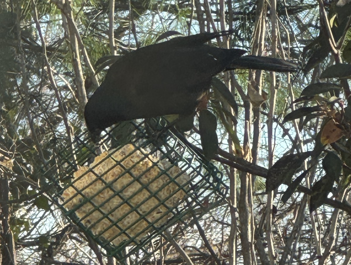 Пурпурный гракл - ML646799843