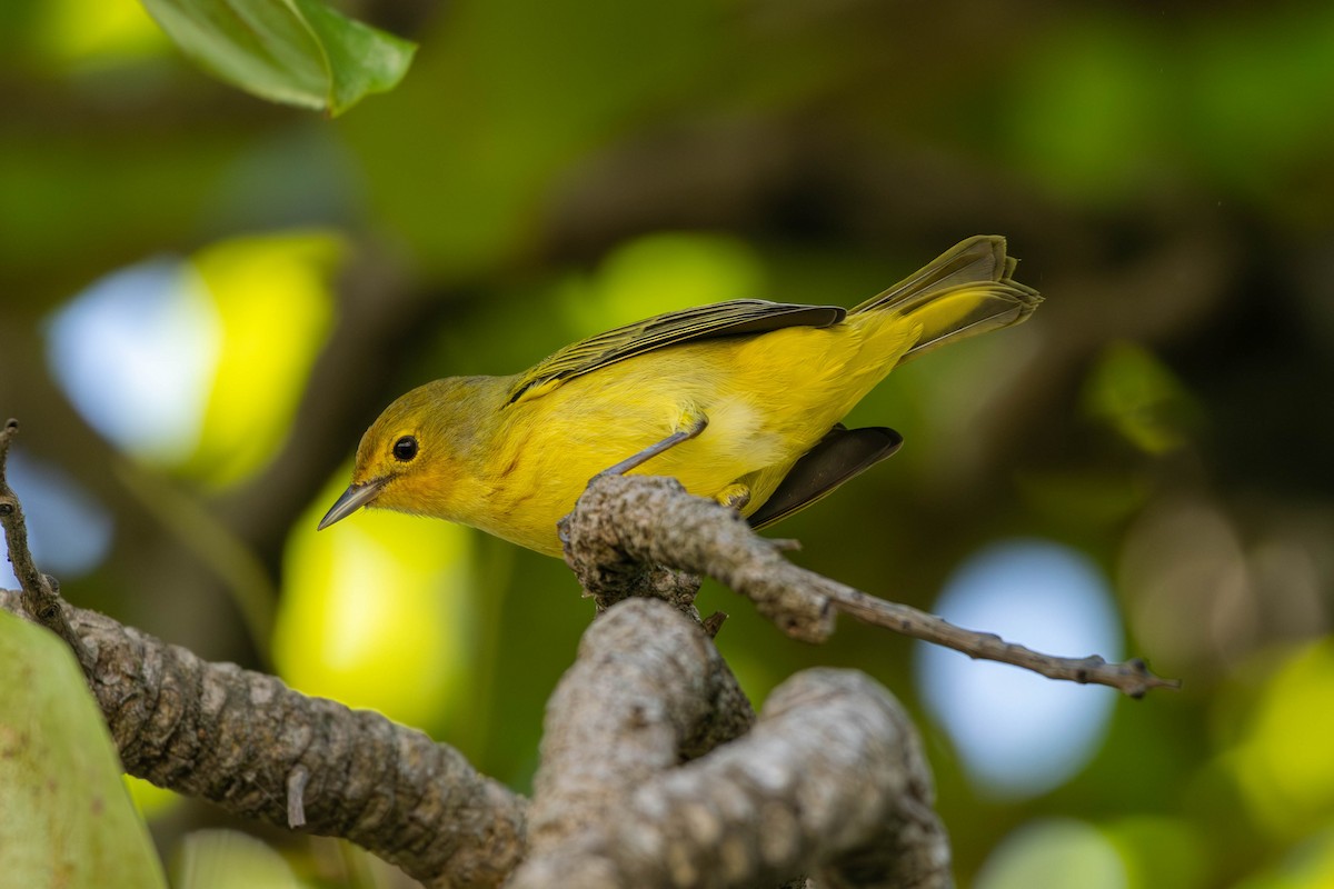 Northern Yellow Warbler - ML646799845