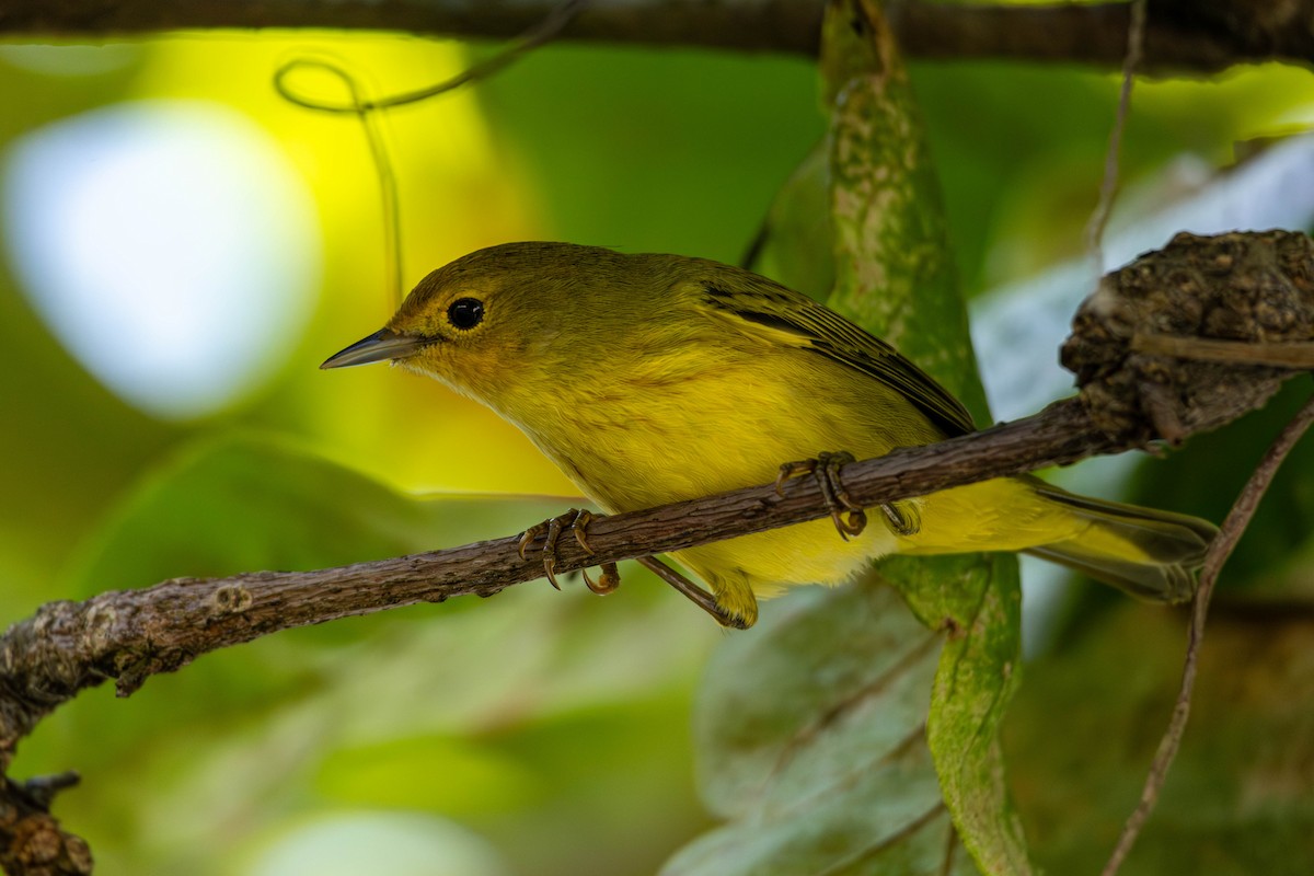 Northern Yellow Warbler - ML646799846