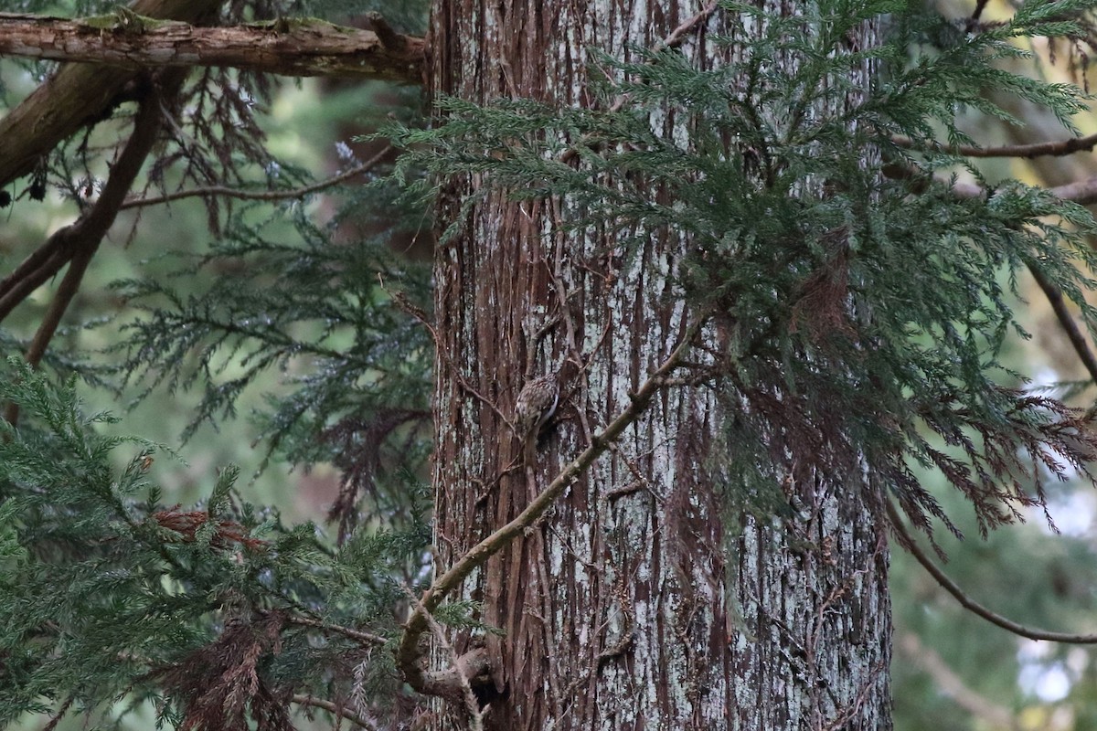 trekryper - ML646799847