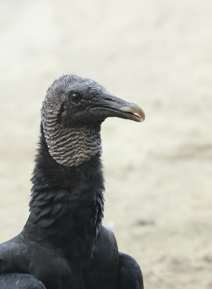 Rabengeier - ML646799848