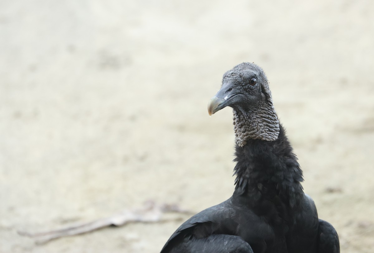 Rabengeier - ML646799850