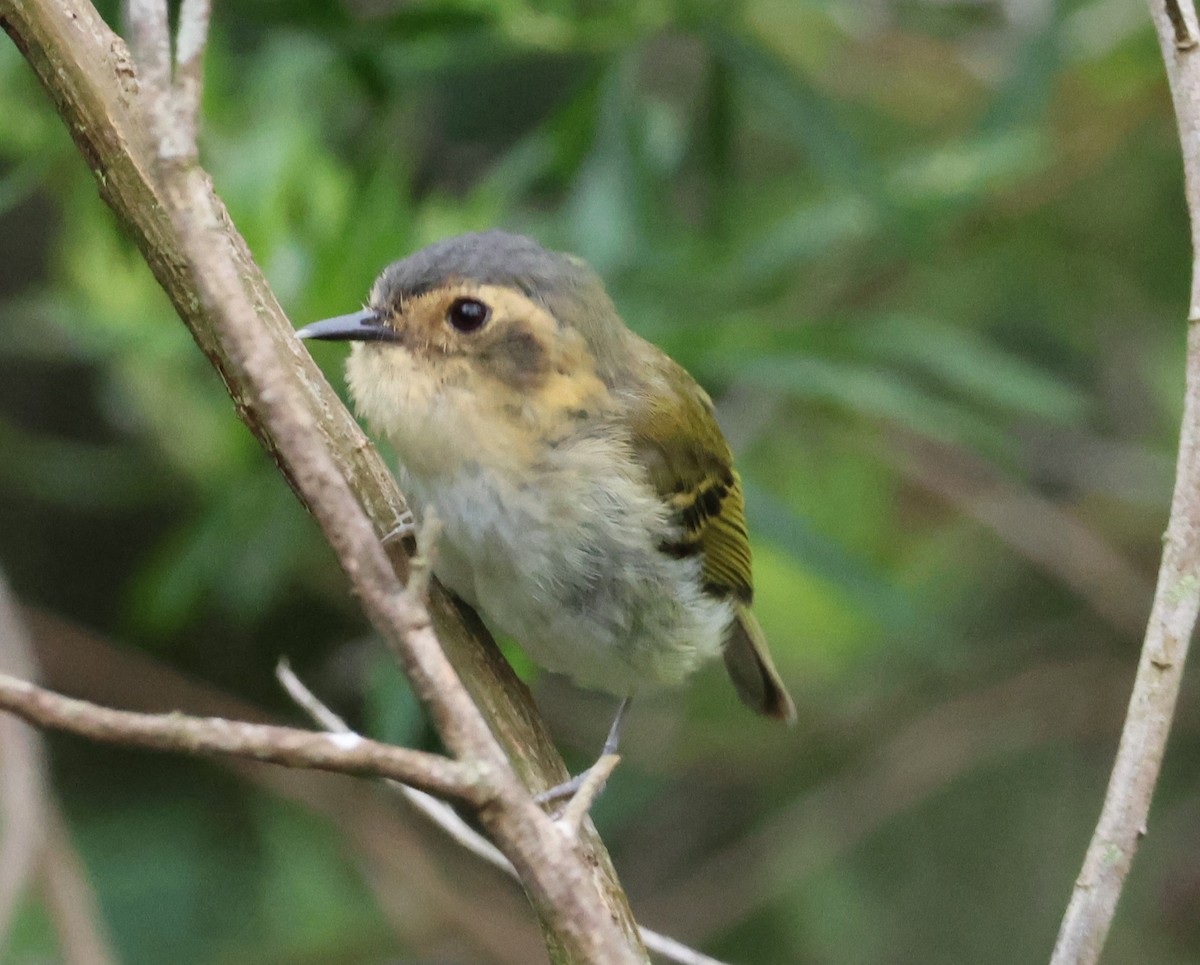 Ochre-faced Tody-Flycatcher - ML646799851