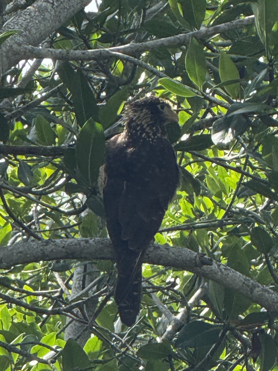 Sarı Başlı Karakara - ML646799852