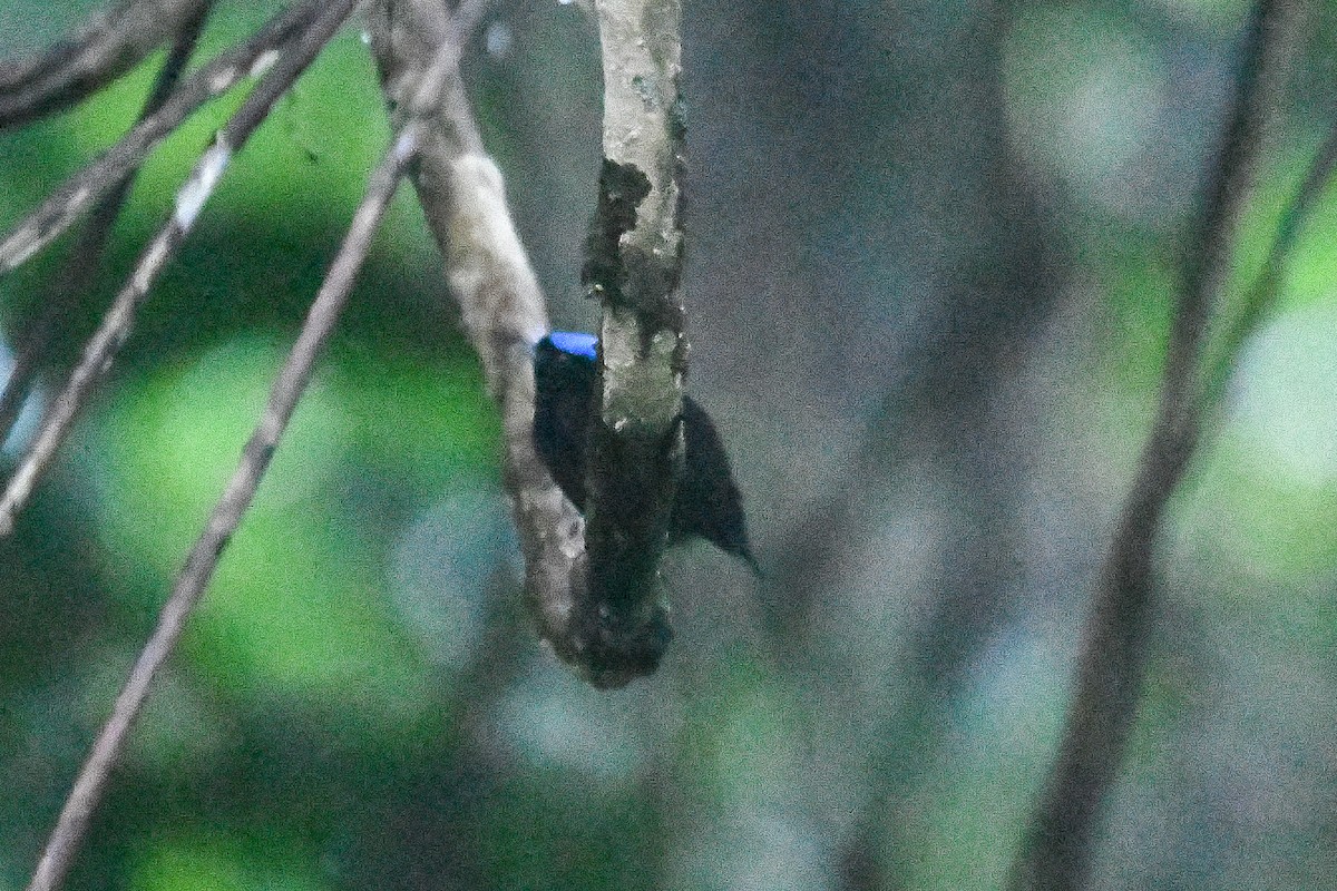 Velvety Manakin - ML646799857