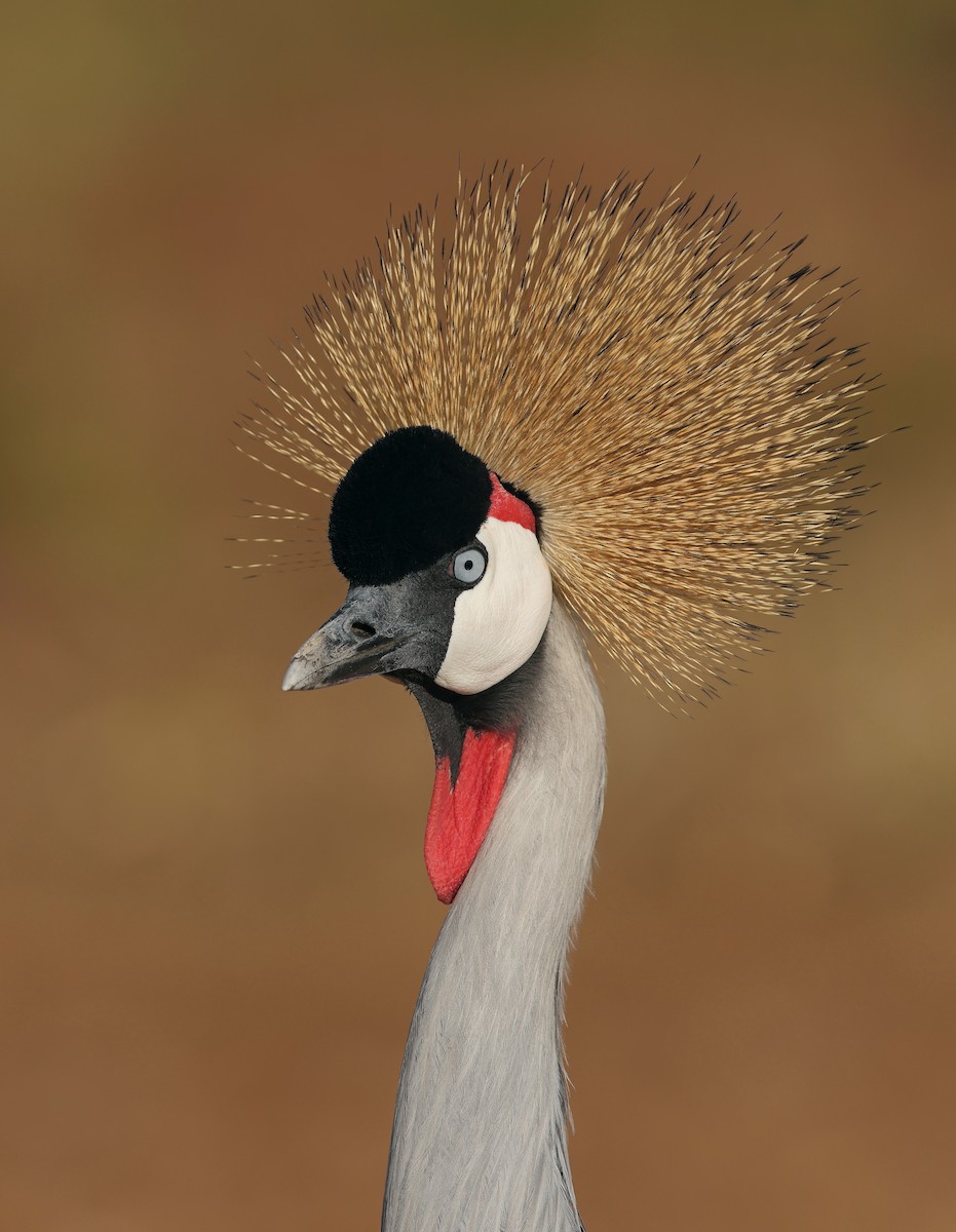 Gray Crowned-Crane - ML646799869