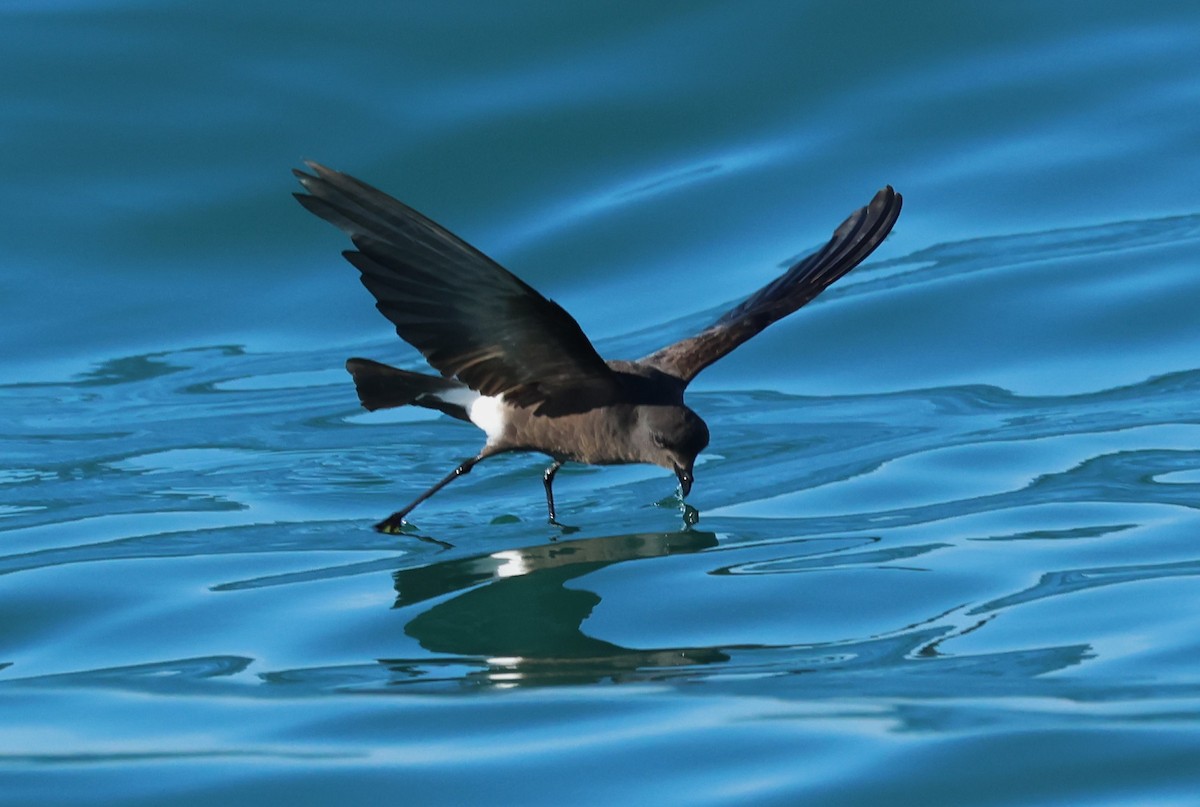 Wilson's Storm-Petrel - ML646799871