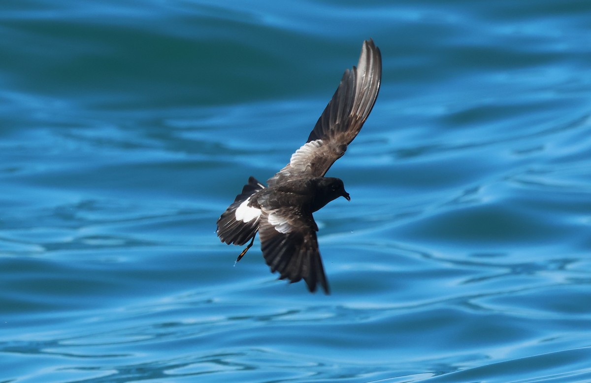 Wilson's Storm-Petrel - ML646799872