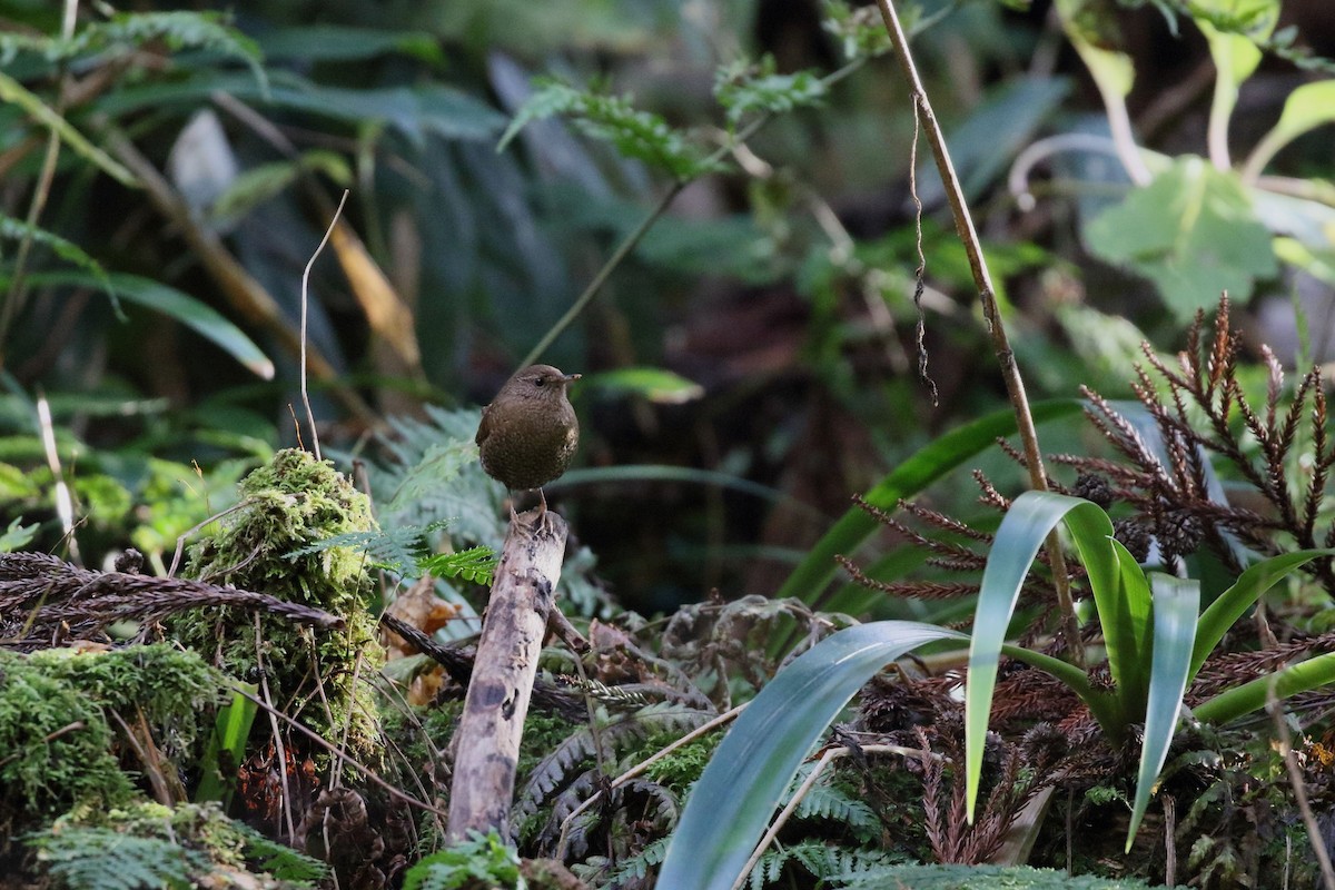 gjerdesmett - ML646799873