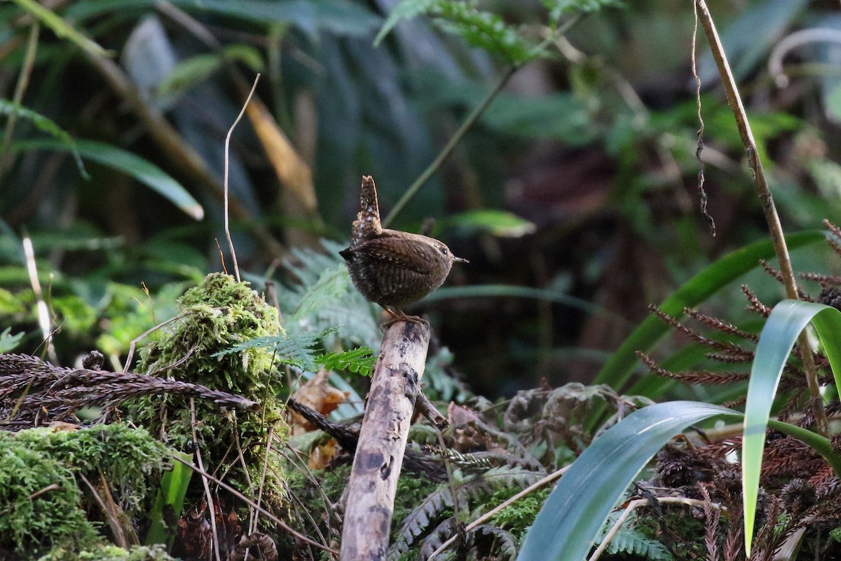 gjerdesmett - ML646799874