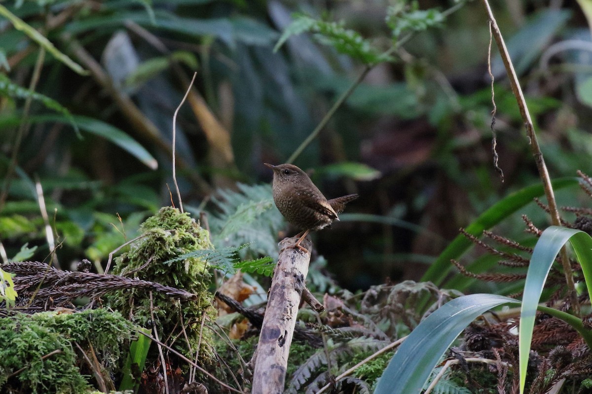 gjerdesmett - ML646799875