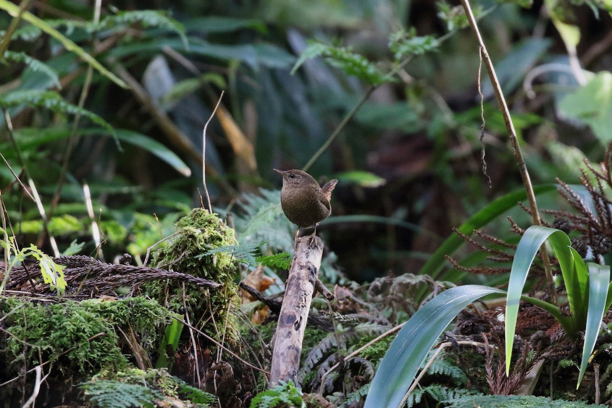 gjerdesmett - ML646799876