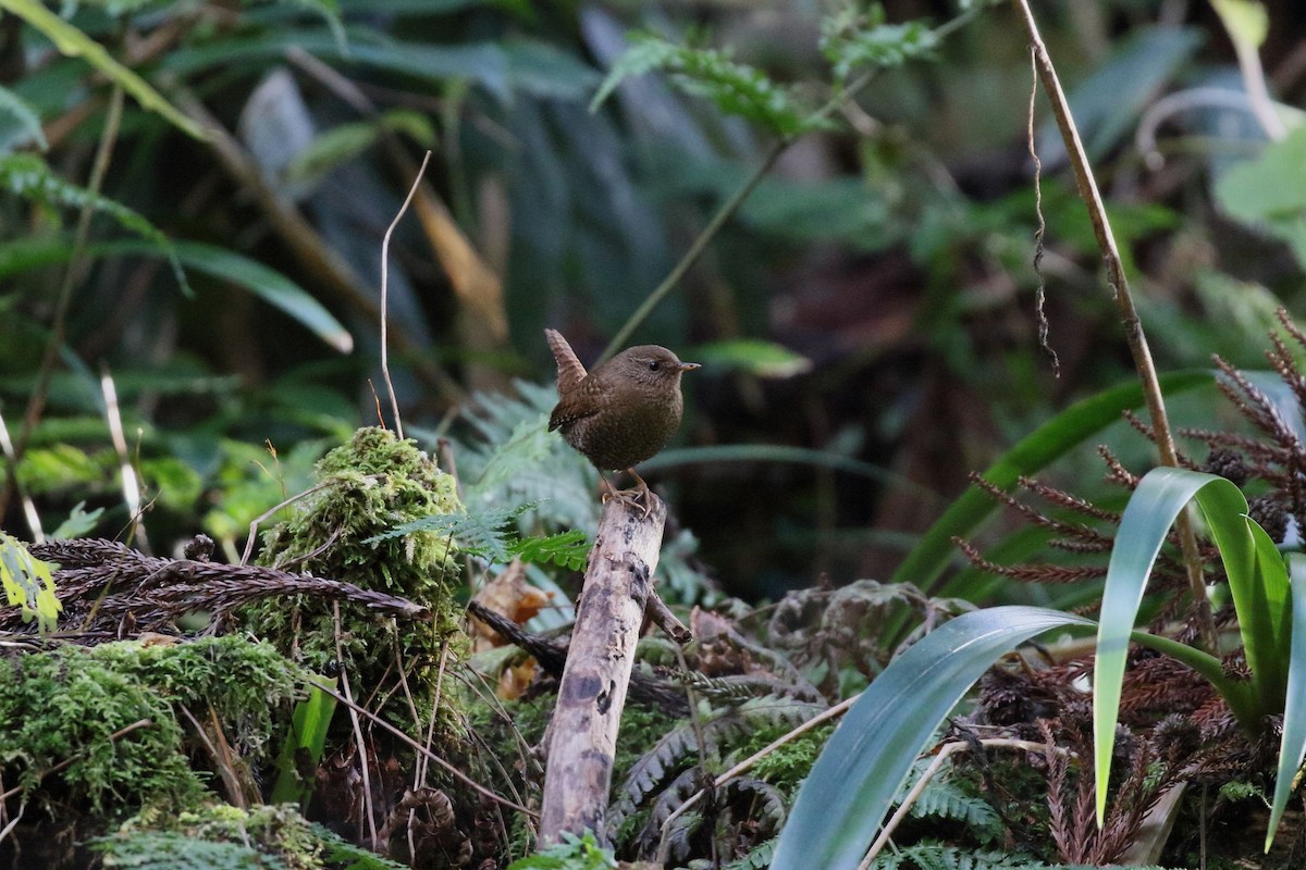 gjerdesmett - ML646799877