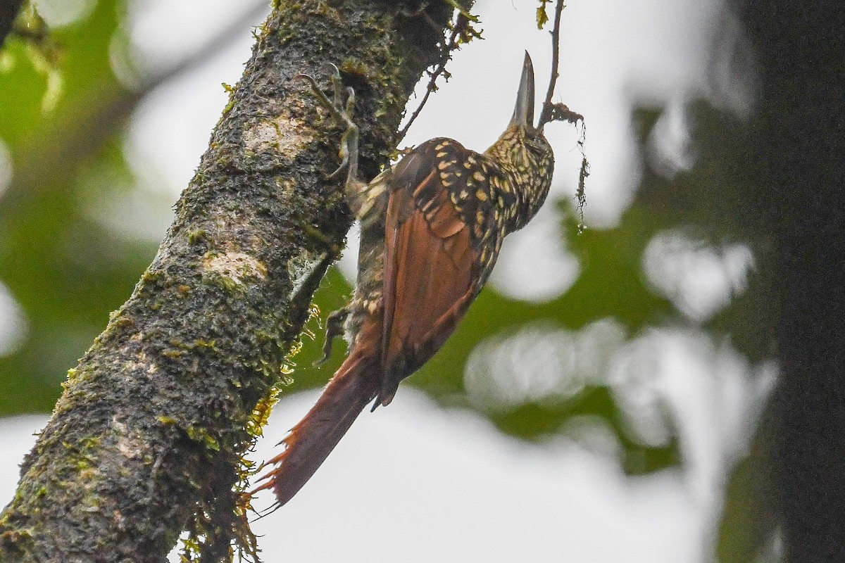 Black-striped Woodcreeper - ML646799878