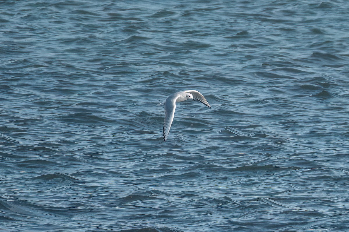 Bonaparte's Gull - ML646799879