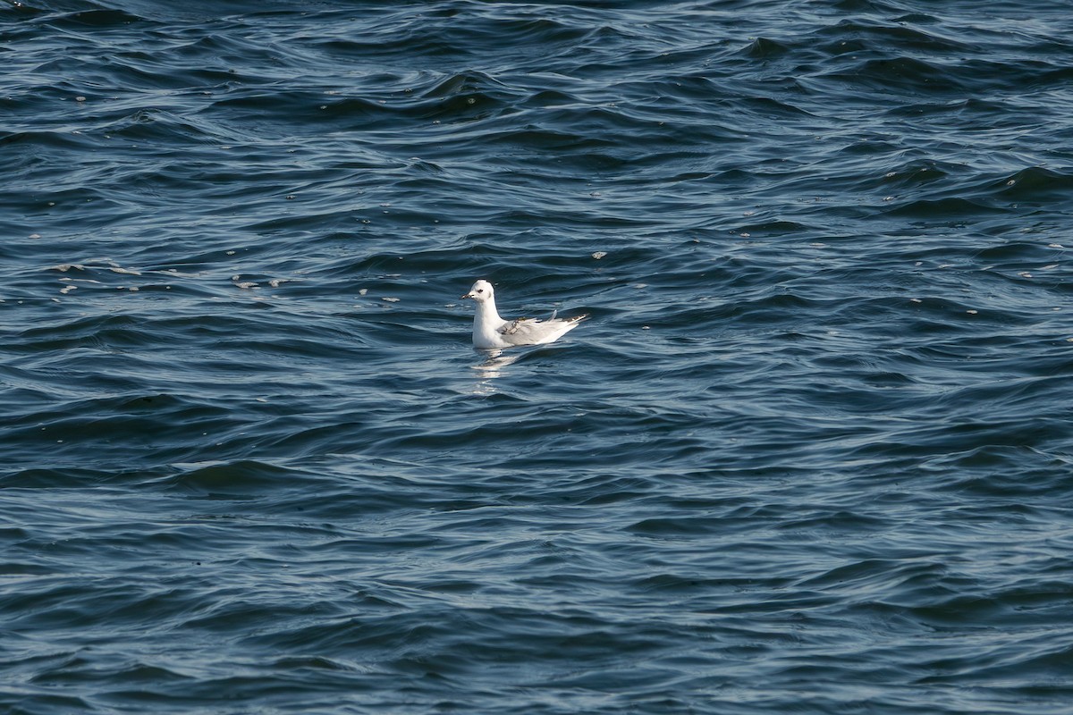 Bonaparte's Gull - ML646799880