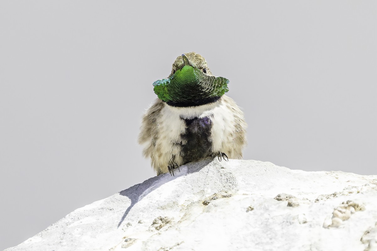 Колібрі-плямохвіст білобокий - ML646799884