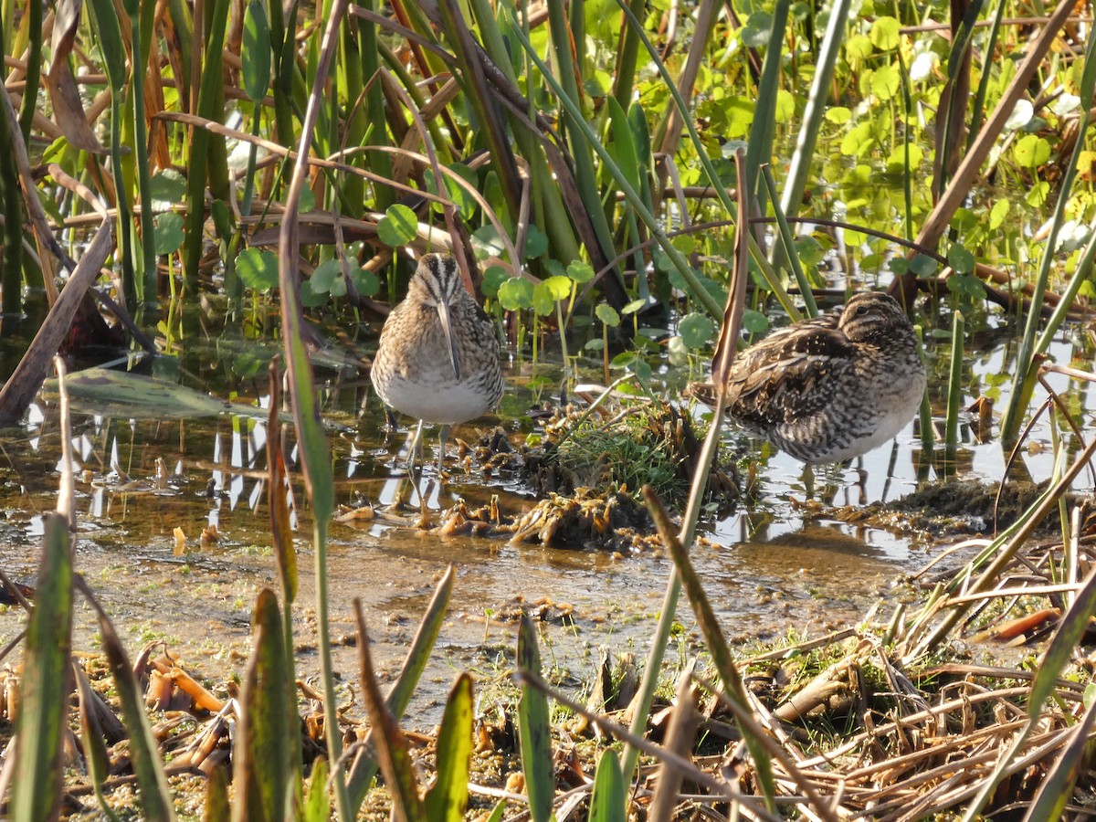 Wilson's Snipe - ML646799886