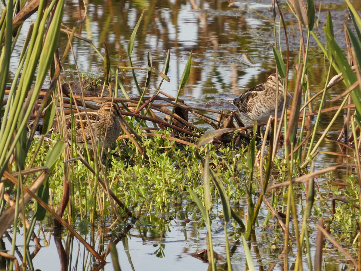 Wilson's Snipe - ML646799887