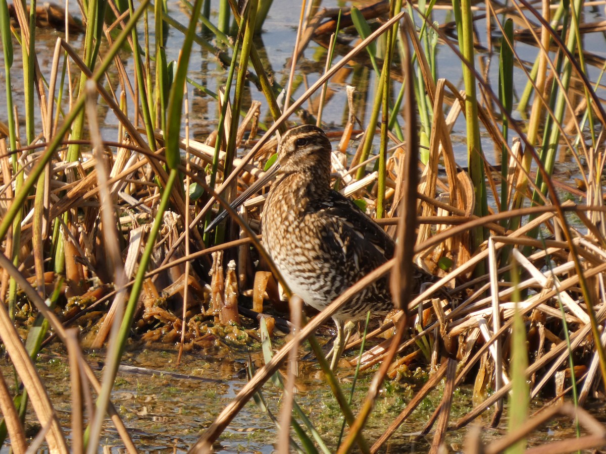 Wilson's Snipe - ML646799888