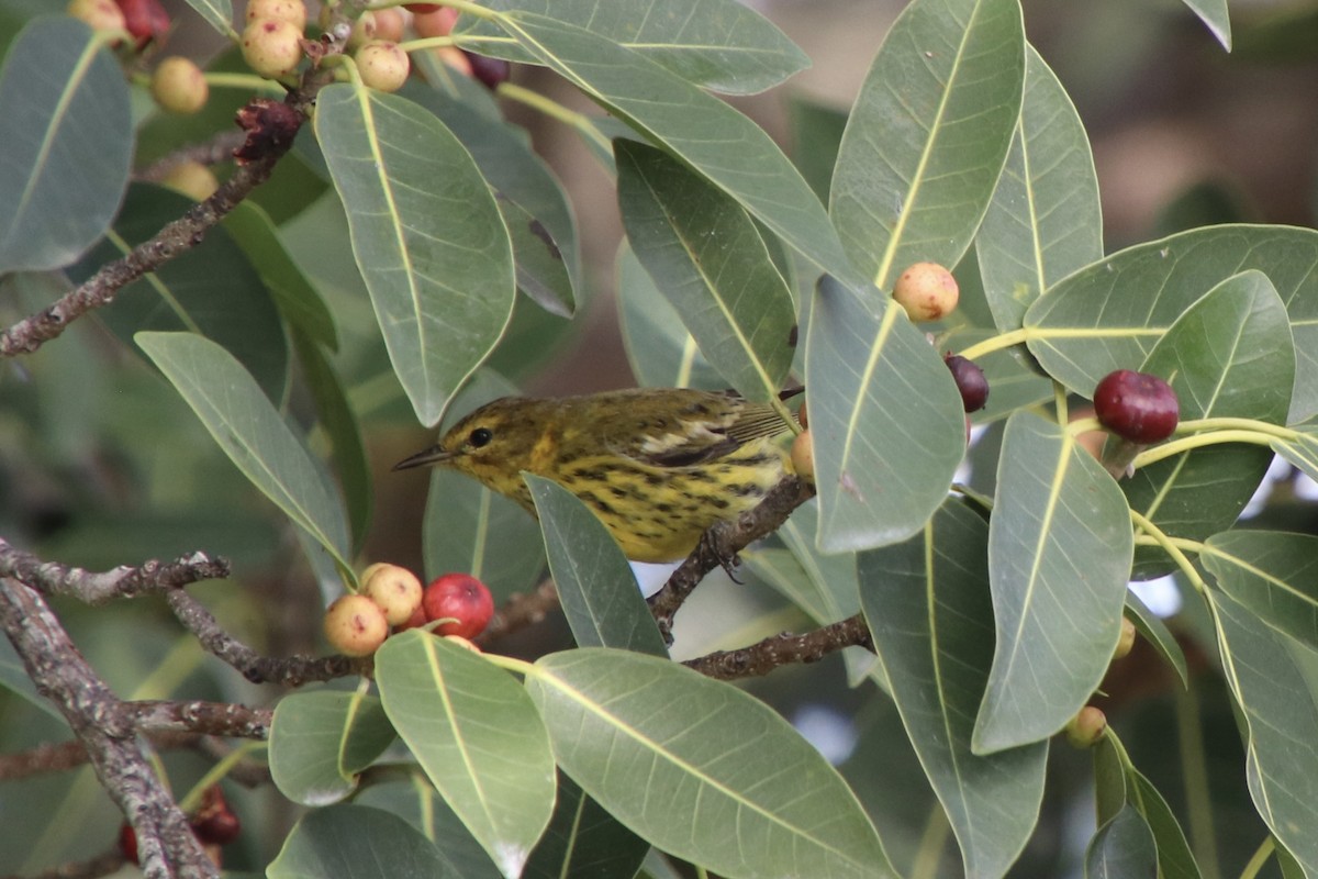 Cape May Warbler - ML646799889
