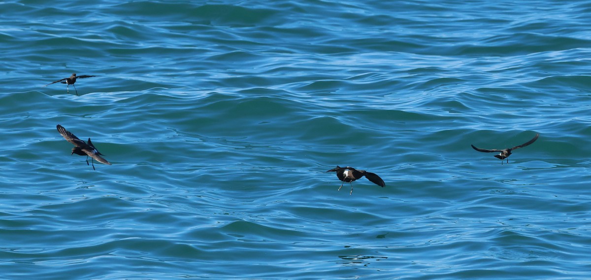 Wilson's Storm-Petrel - ML646799899