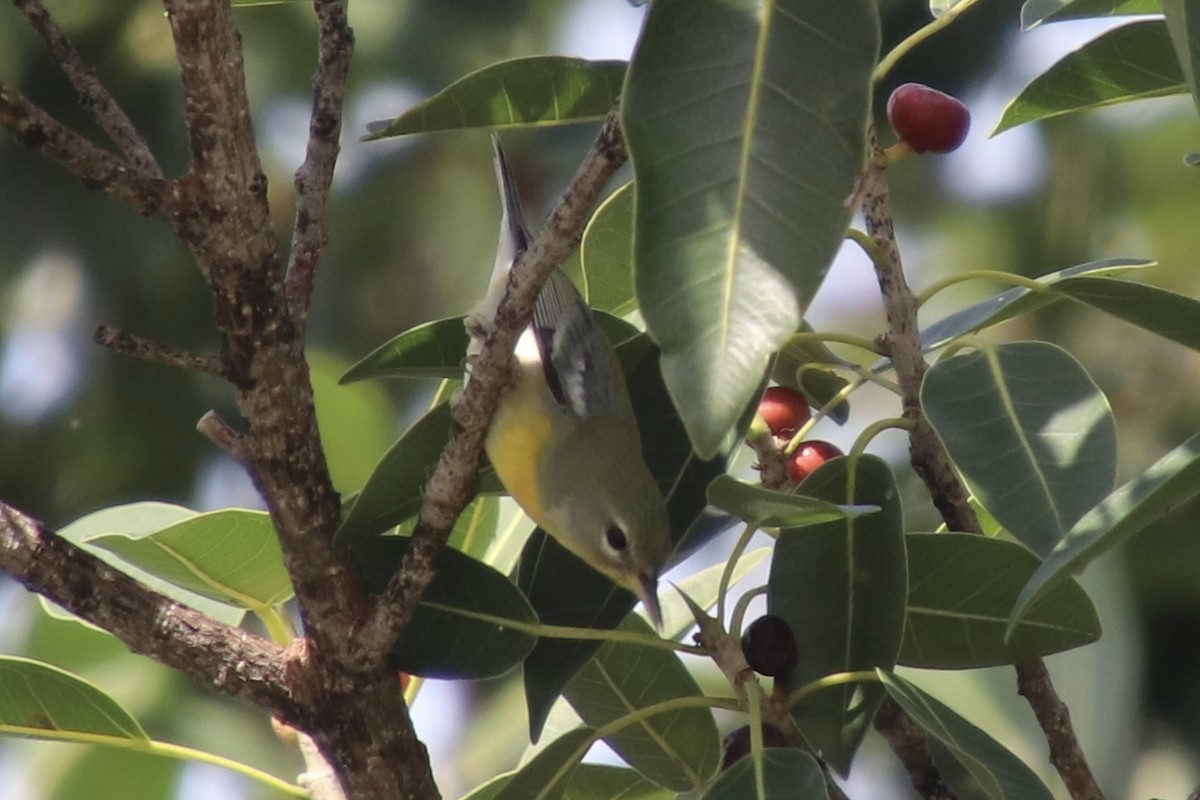 Northern Parula - ML646799901