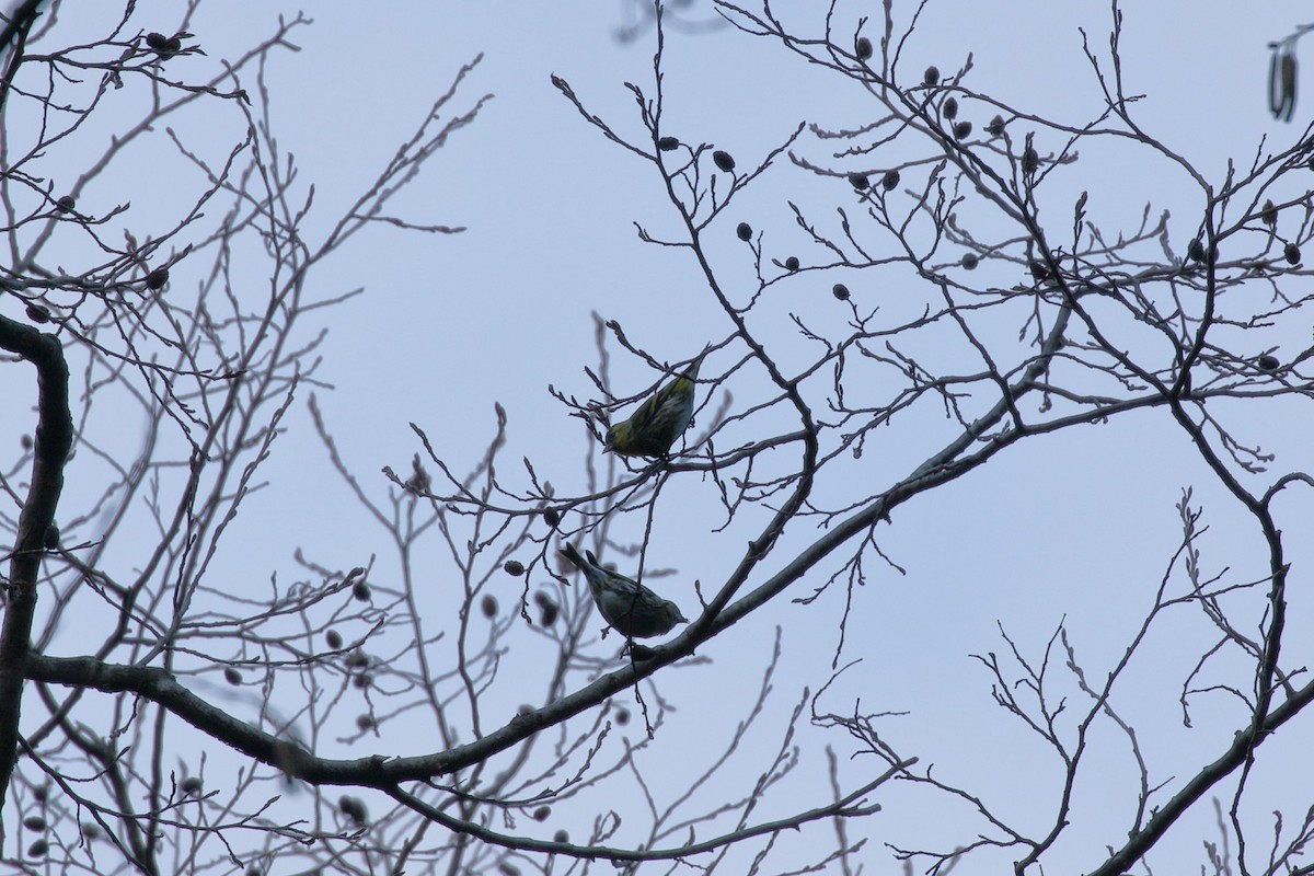 grønnsisik - ML646799902