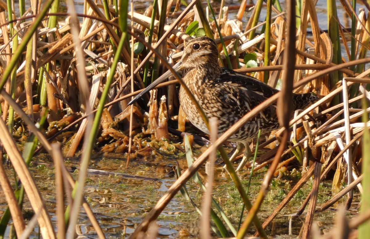 Wilson's Snipe - ML646799905