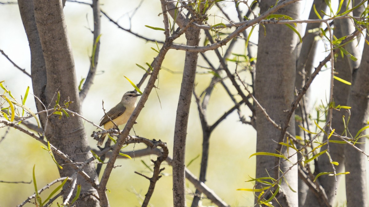 Yellow-rumped Thornbill - ML646799906