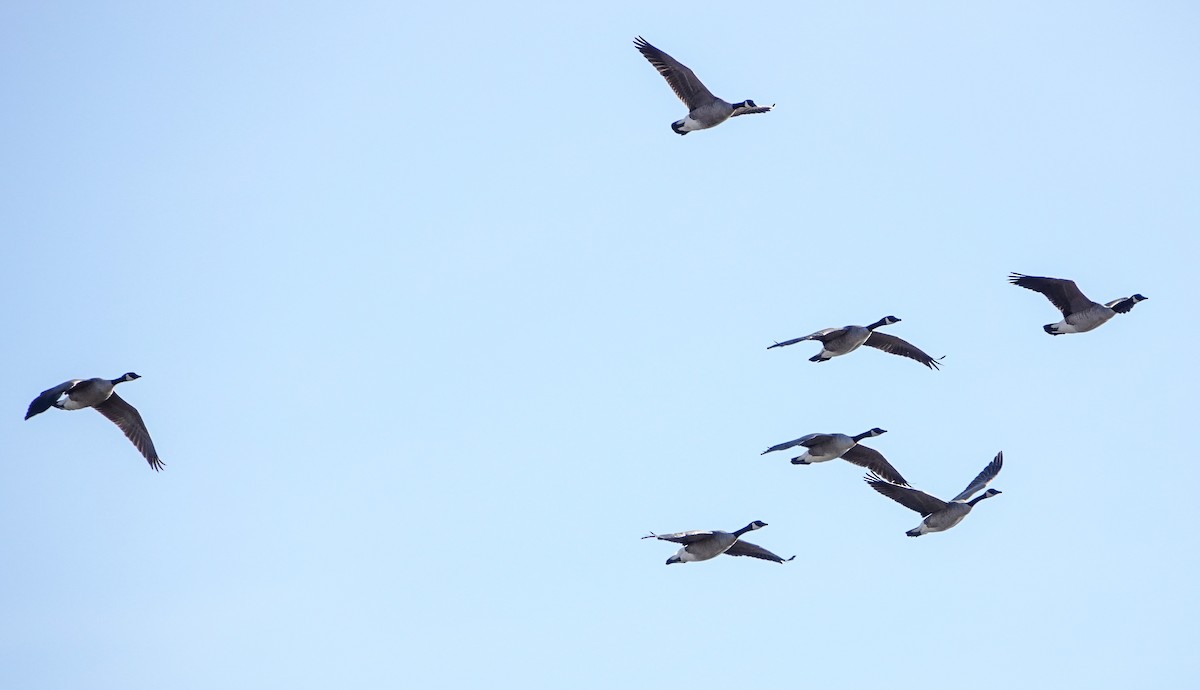 Barnacla Canadiense Grande - ML646799909