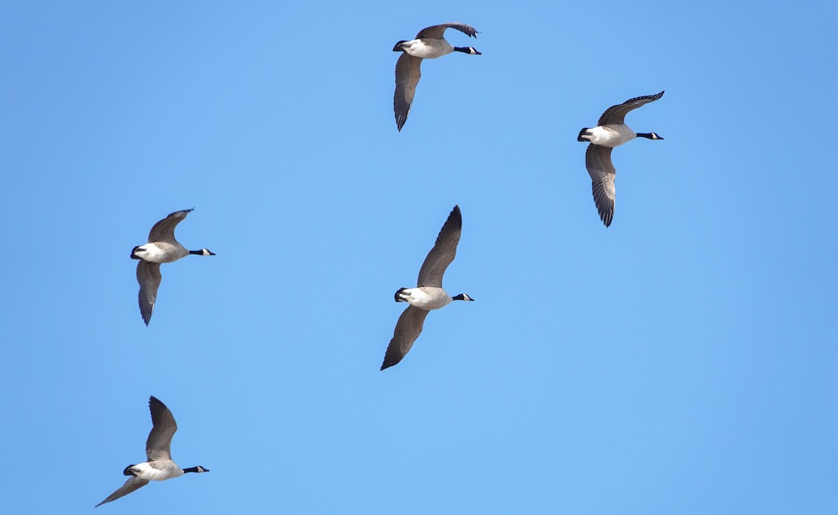 Barnacla Canadiense Grande - ML646799910