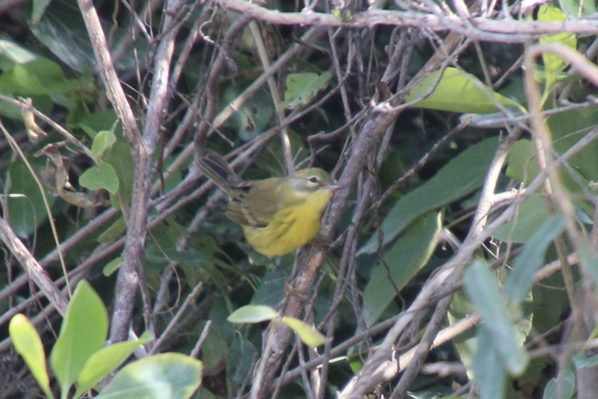Prairie Warbler - ML646799911