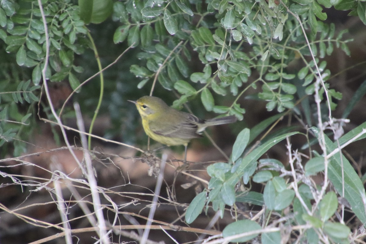 Prairie Warbler - ML646799912