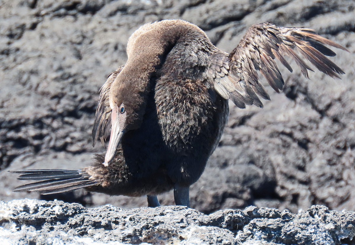 ガラパゴスバネウ - ML646799913