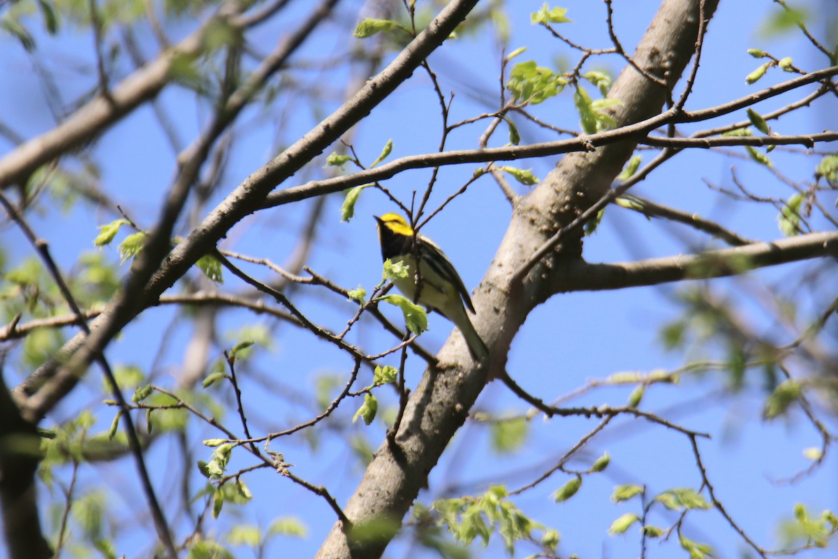 Black-throated Green Warbler - ML646799917