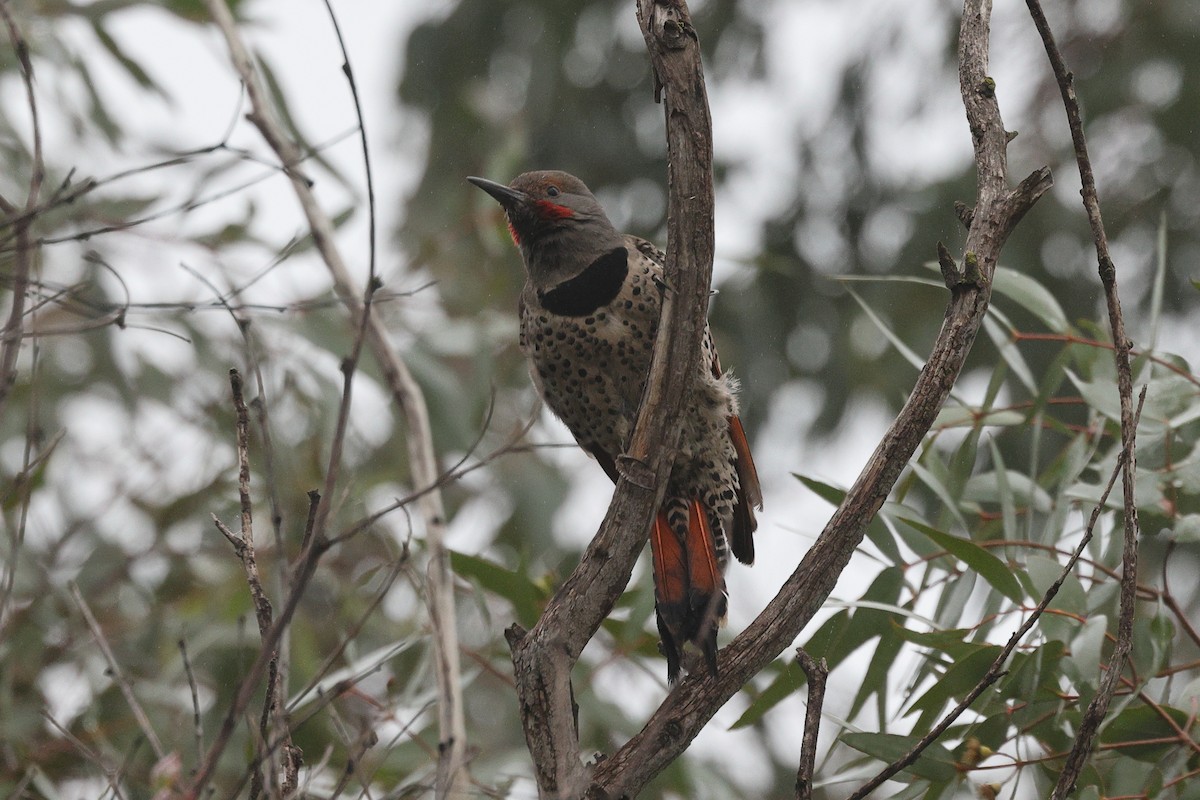 Шилоклювый дятел - ML646799919