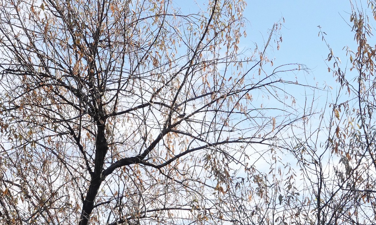 Black-capped Chickadee - ML646799920