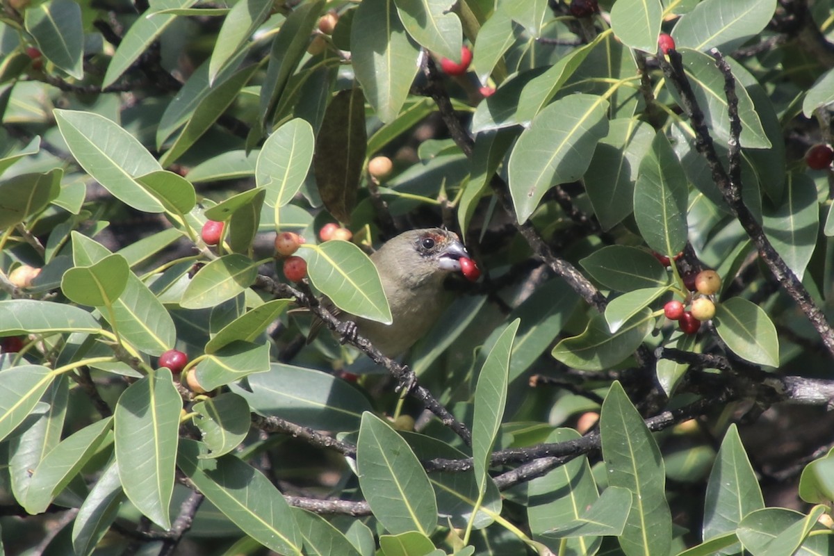 Greater Antillean Bullfinch - ML646799921