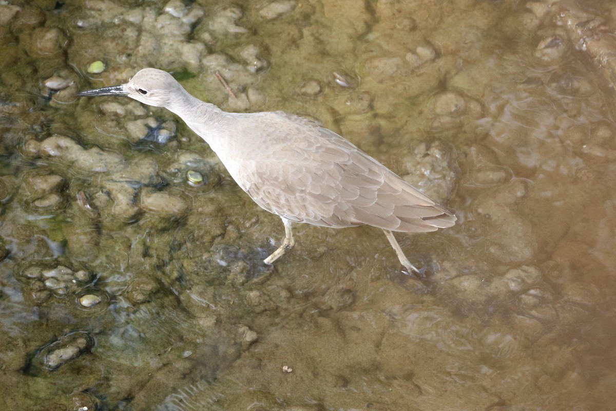 Willet - ML646799922