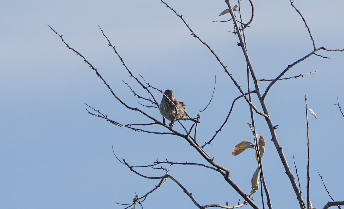 Camachuelo Mexicano - ML646799926