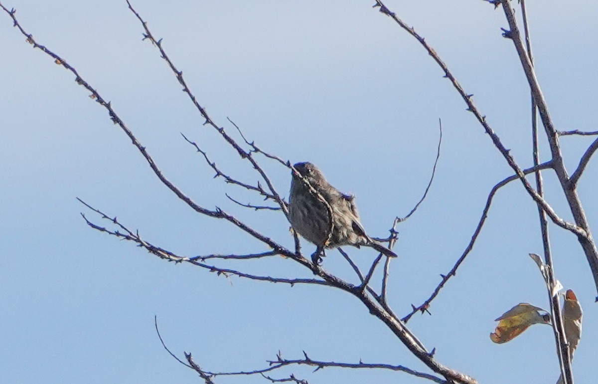 Camachuelo Mexicano - ML646799927