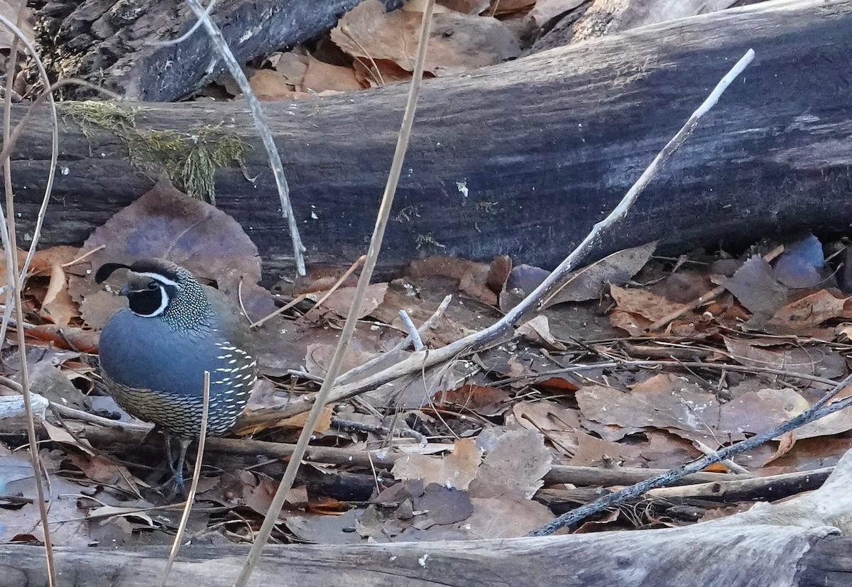 Colín de California - ML646799931