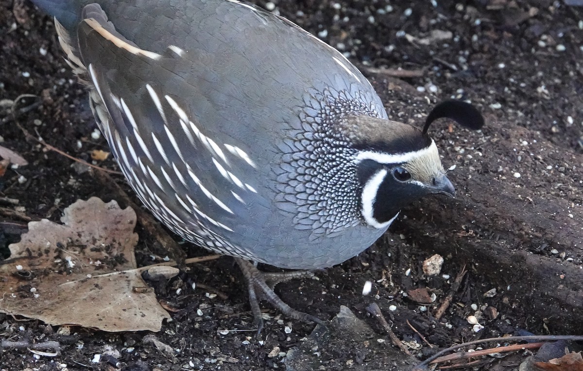 Colín de California - ML646799932