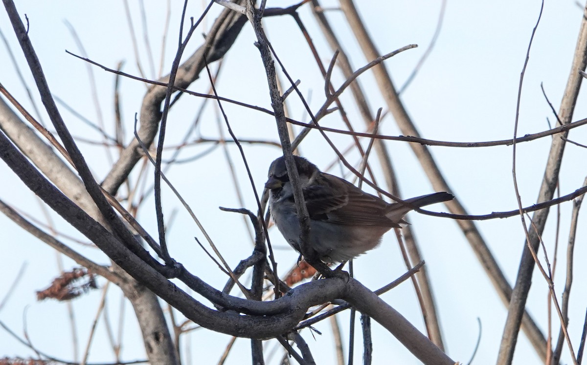 Gorrión Común - ML646799936