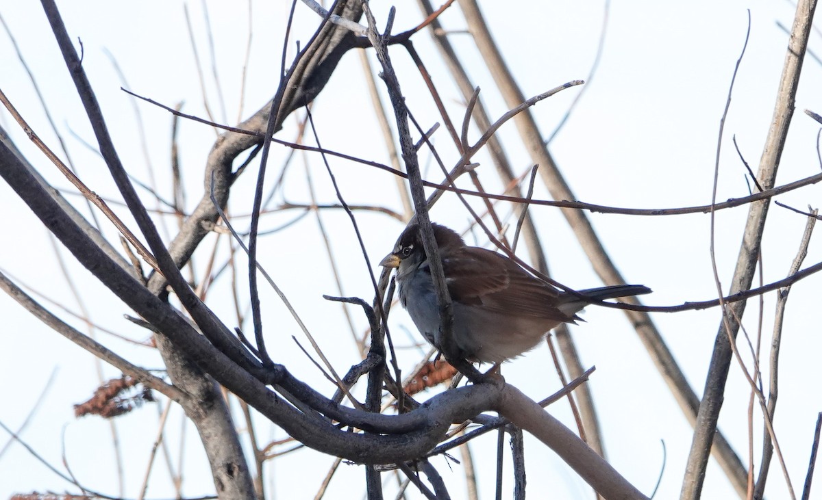 Gorrión Común - ML646799937