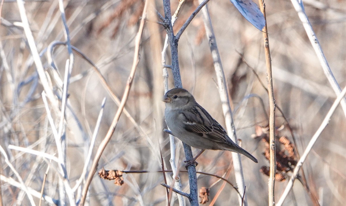 Gorrión Común - ML646799938
