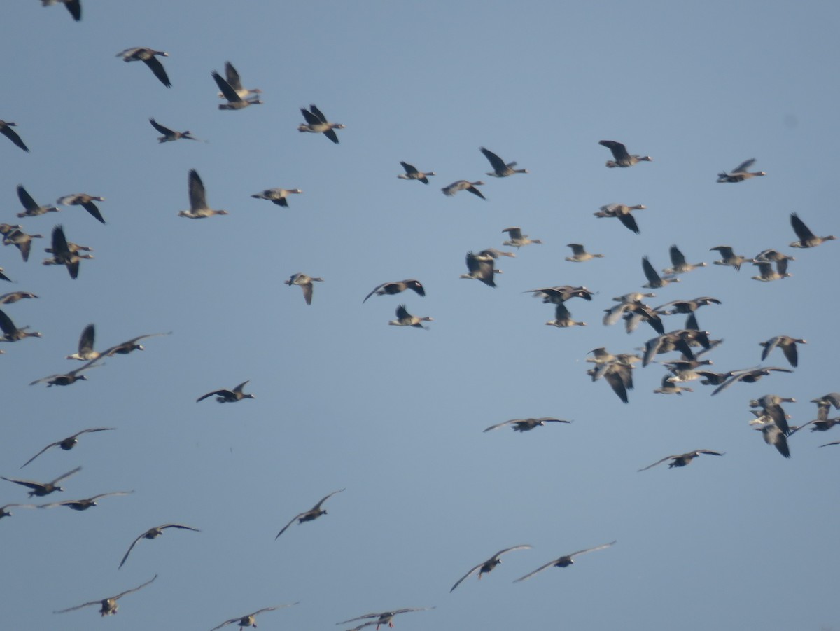 白額雁 - ML646799939