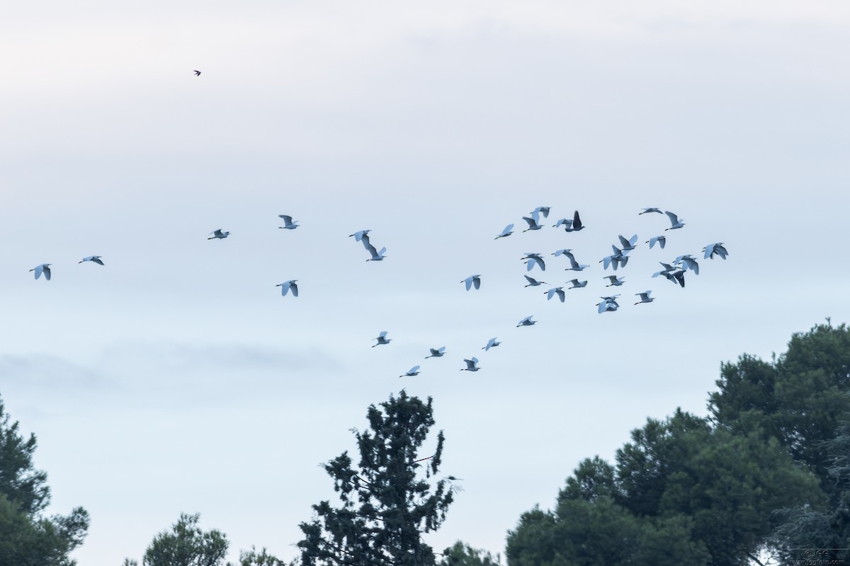 Küçük Ak Balıkçıl - ML646799943